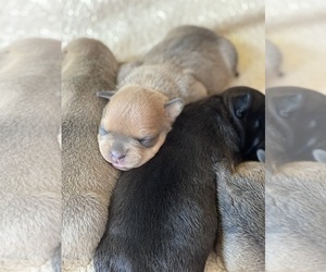 American Bully Puppy for sale in DANVILLE, VA, USA