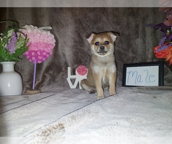 Medium Photo #2 Chiranian Puppy For Sale in HAYDEN, AL, USA