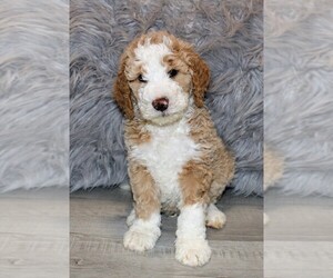 Bernedoodle Puppy for sale in NORTH WILKESBORO, NC, USA