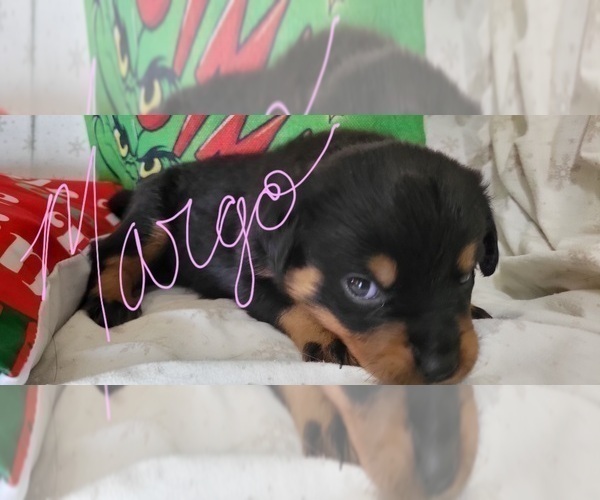 Medium Photo #6 Rottweiler Puppy For Sale in GENEVA, NY, USA