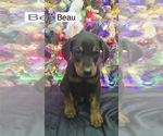 Small #3 Doberman Pinscher