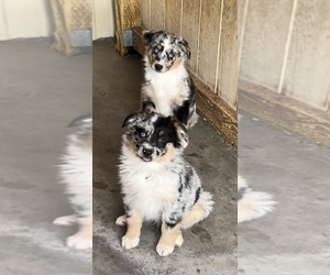 Miniature Australian Shepherd Puppy for Sale in SANDY VALLEY, Nevada USA
