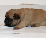 Small Photo #20 French Bulldog Puppy For Sale in WINNSBORO, TX, USA