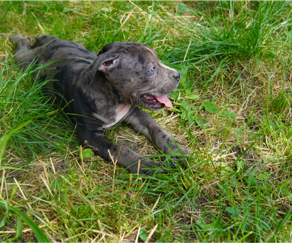 Medium Photo #5 American Bully Puppy For Sale in BROCKTON, MA, USA