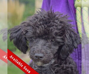 Maltese-Unknown Mix Dogs for adoption in Huntley, IL, USA