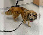 Small #1 Great Pyrenees Mix