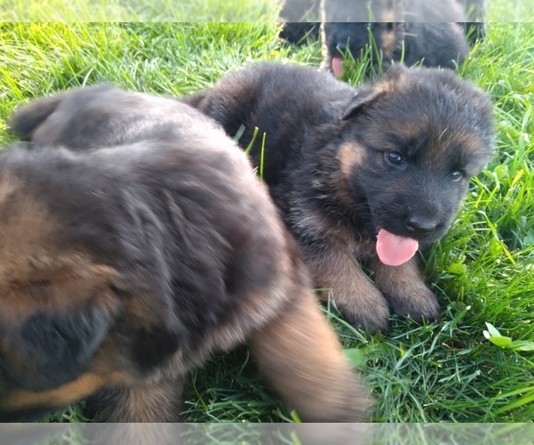 Medium Photo #5 German Shepherd Dog Puppy For Sale in MILFORD, IN, USA