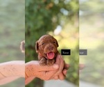Nova - Female Goldendoodle Puppy for Sale - Photo #2