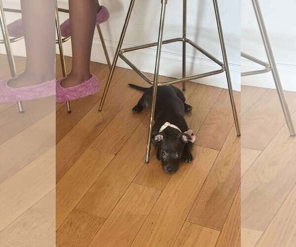 Medium Photo #1 Mutt Puppy For Sale in pomfret, CT, USA