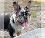 Small Photo #4 French Bulldog Puppy For Sale in COOPER CITY, FL, USA