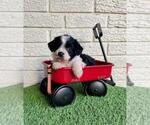 Puppy 3 Aussiedoodle Miniature 