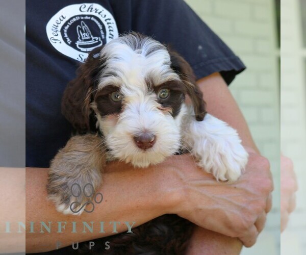 Medium Photo #4 Bernedoodle (Miniature) Puppy For Sale in NARVON, PA, USA