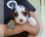 Small #3 Bernedoodle (Miniature)