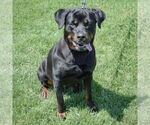 Small #3 Rottweiler