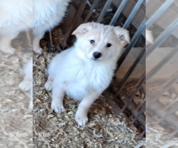 Medium Photo #1 Australian Shepherd Puppy For Sale in GARLAND, NC, USA