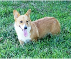Mother of the Pembroke Welsh Corgi puppies born on 02/22/2020