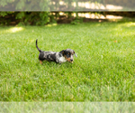 Small #2 Dachshund