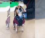 Small Photo #3 Beagle-Unknown Mix Puppy For Sale in Mundelein, IL, USA