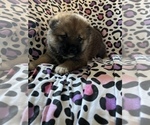 Small Photo #12 Shiba Inu Puppy For Sale in MERRITT IS, FL, USA