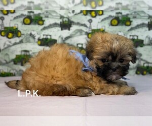 Mal-Shi Puppy for sale in WINNSBORO, LA, USA