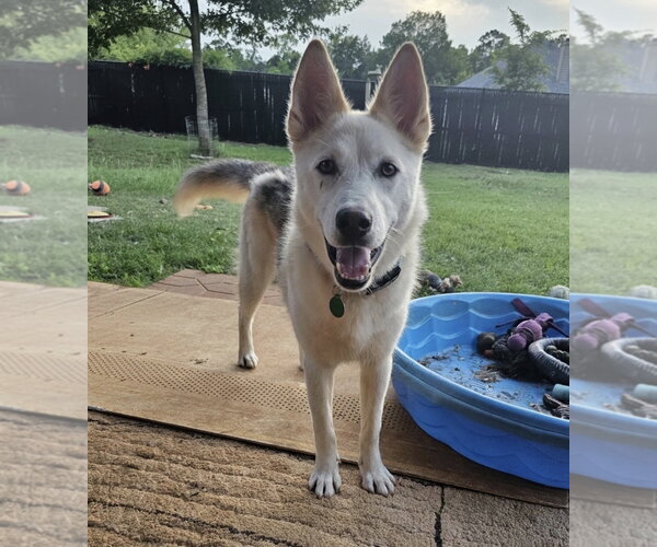 Medium Photo #3 Siberian Husky-Unknown Mix Puppy For Sale in Rockaway, NJ, USA