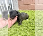 Small Photo #120 French Bulldog Puppy For Sale in ORLANDO, FL, USA