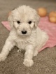 Small #74 Goldendoodle