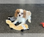 Small Photo #117 Cavalier King Charles Spaniel Puppy For Sale in WARSAW, IN, USA