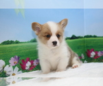 Small Photo #4 Pembroke Welsh Corgi Puppy For Sale in SAN DIEGO, CA, USA