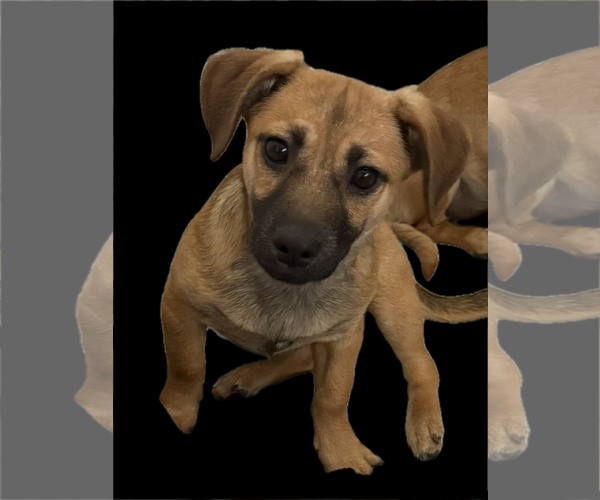 Medium Photo #2 Dachshund-Unknown Mix Puppy For Sale in The Woodlands, TX, USA