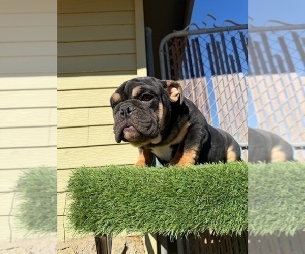 Medium Photo #9 English Bulldog Puppy For Sale in ATLANTA, GA, USA