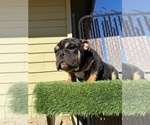Small #8 English Bulldog