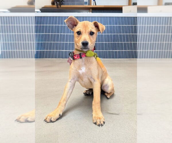 Medium Photo #6 Chihuahua-Unknown Mix Puppy For Sale in Marina Del Rey, CA, USA