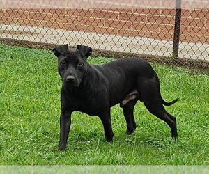 Labrador Retriever-Unknown Mix Dogs for adoption in Grovetown, GA, USA