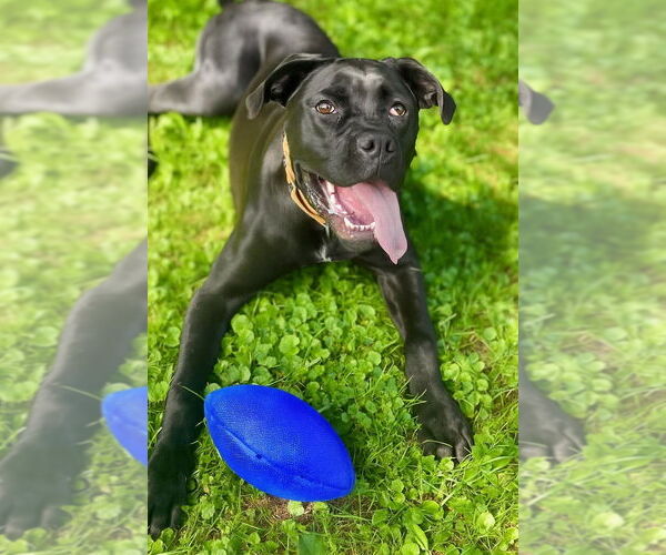 Medium Photo #19 Mutt Puppy For Sale in Candler, NC, USA
