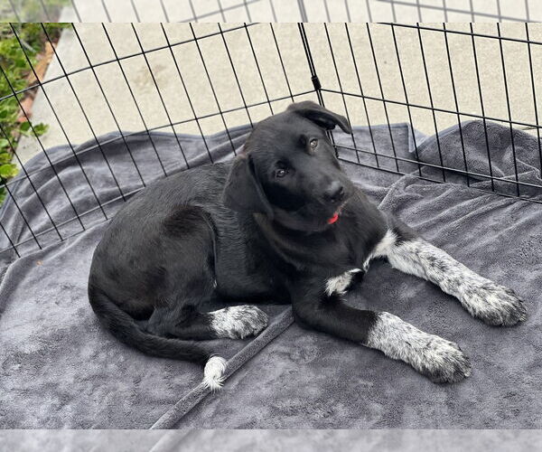 Medium Photo #4 Labrenees Puppy For Sale in Dana Point, CA, USA