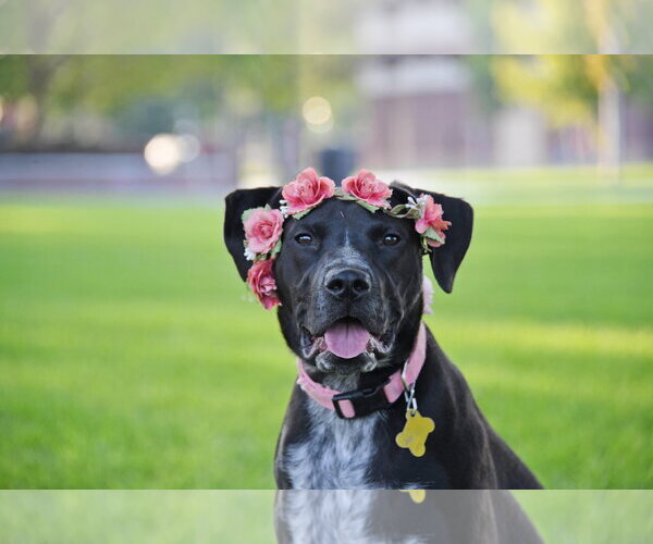 Medium Photo #2 Boxer-Pointer Mix Puppy For Sale in Sandy, UT, USA