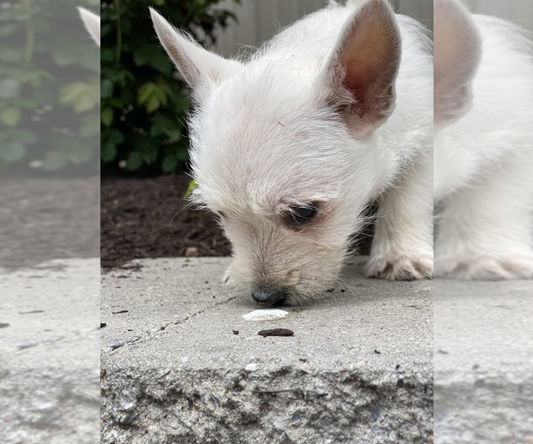 Medium Photo #6 West Highland White Terrier Puppy For Sale in CANOGA, NY, USA