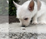 Small #5 West Highland White Terrier
