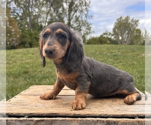 Dachshund Puppy for sale in MIDDLEBURY, IN, USA