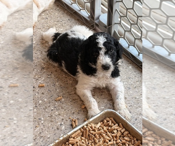 Medium Photo #27 Poodle (Standard) Puppy For Sale in CORYDON, IN, USA