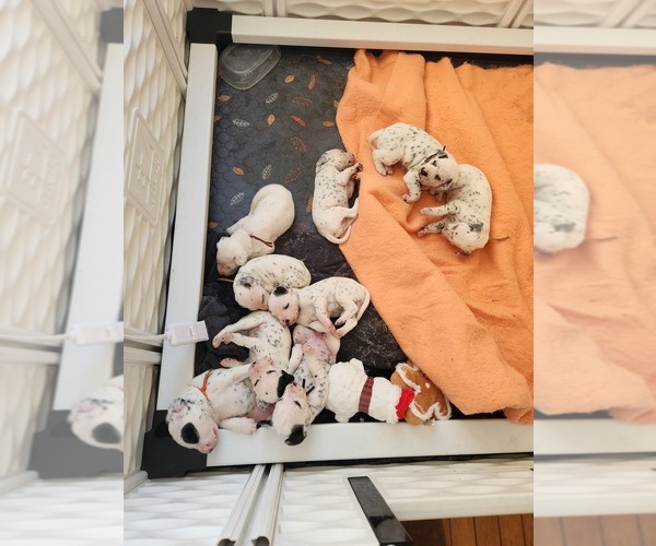 Medium Photo #20 Dalmatian Puppy For Sale in VASSALBORO, ME, USA