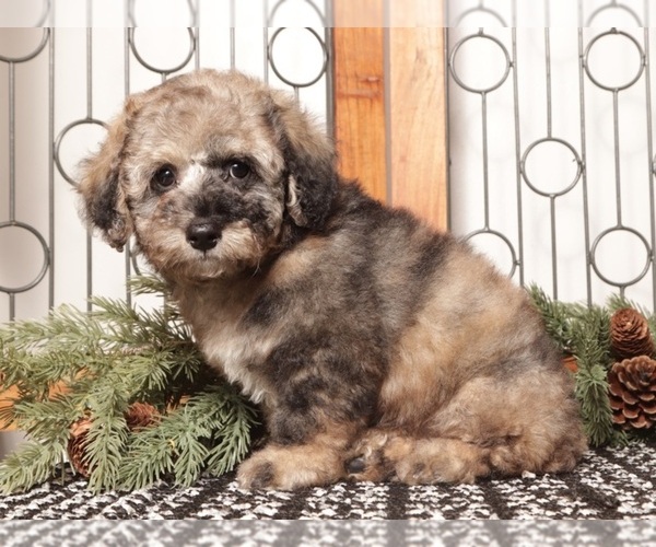 Medium Photo #7 Poochon Puppy For Sale in NAPLES, FL, USA