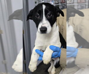 Jack Russell Terrier-Unknown Mix Dogs for adoption in Aurora, IN, USA
