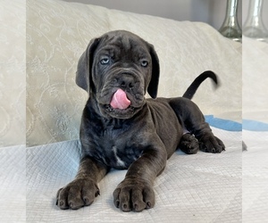 Cane Corso Puppy for sale in PORTER RANCH, CA, USA