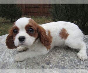 Cavalier King Charles Spaniel Puppy for sale in KALAMAZOO, MI, USA