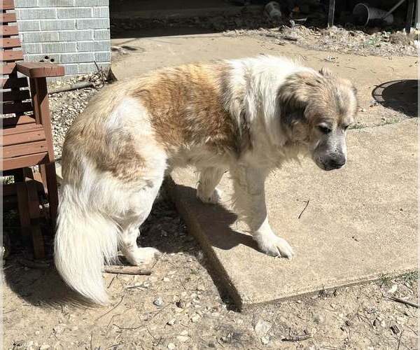 Medium Photo #6 Great Pyrenees-Unknown Mix Puppy For Sale in Dallas, TX, USA