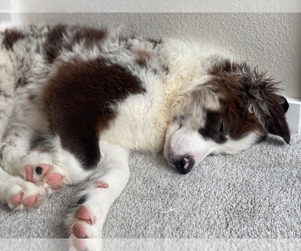Medium Photo #8 Border Collie Puppy For Sale in EVERETT, WA, USA