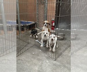 Australian Kelpie Dogs for adoption in Lovelock, NV, USA