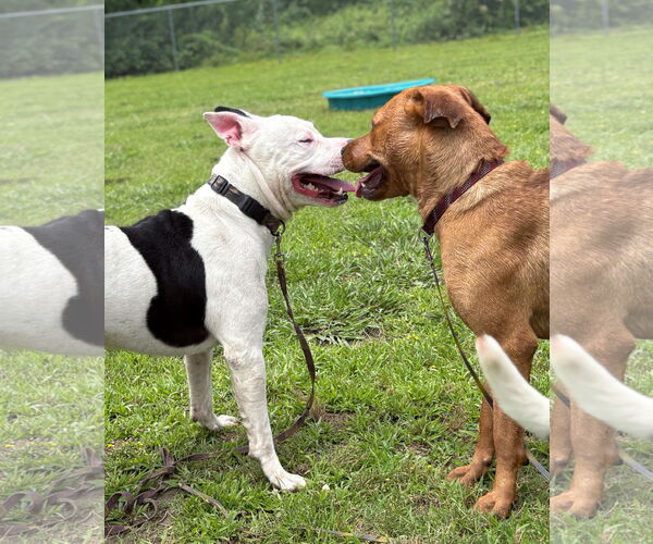 Medium Photo #4 Mutt Puppy For Sale in Virginia Beach, VA, USA